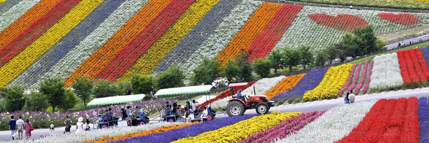 Buntes Feld aus unterschiedlichen Blumen, an dem ein Traktor vorbeifährt.