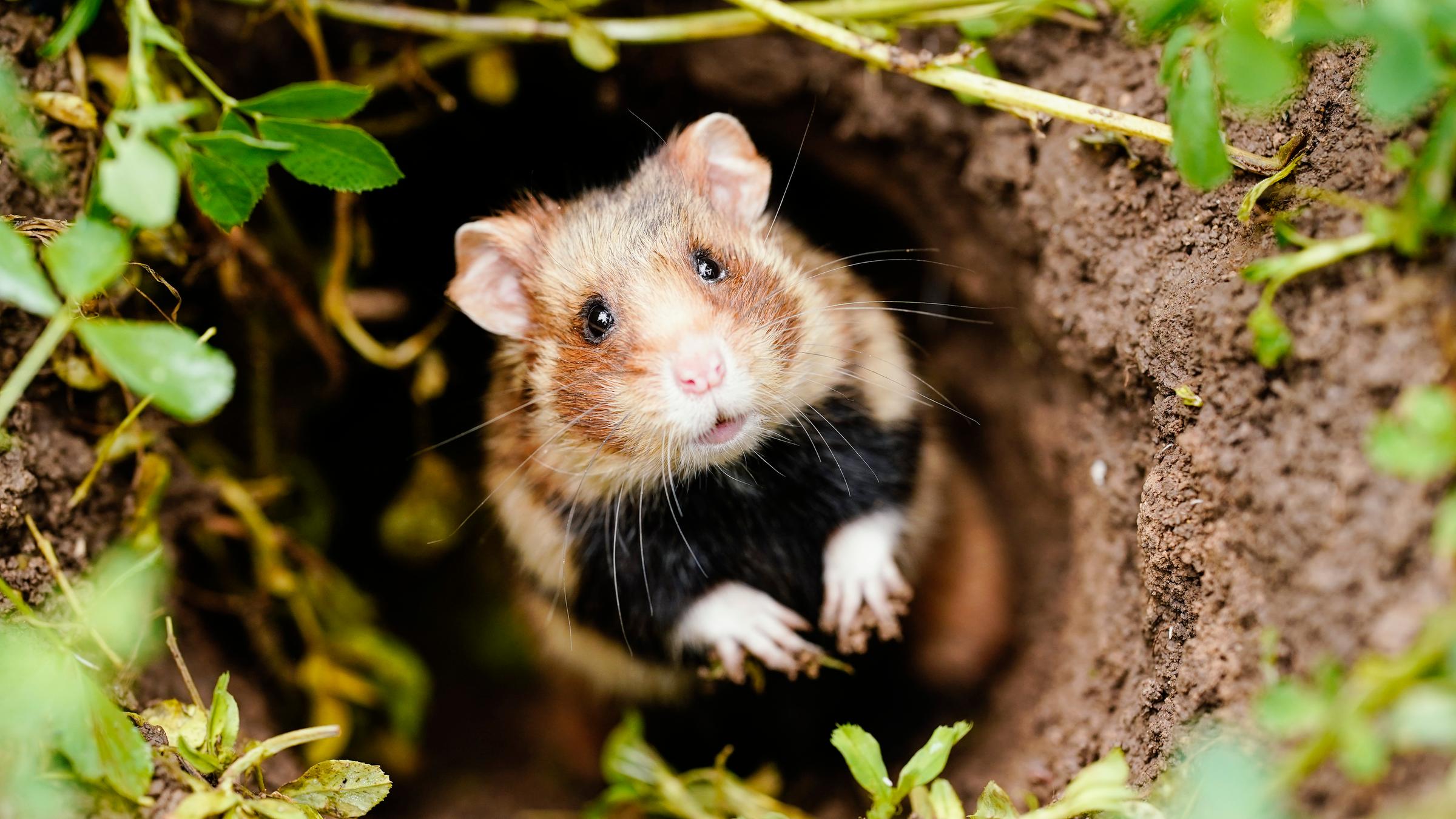 Ein Feldhamster schaut aus seinem Bau hervor. 