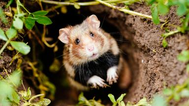 Ein Feldhamster schaut aus seinem Bau hervor. 