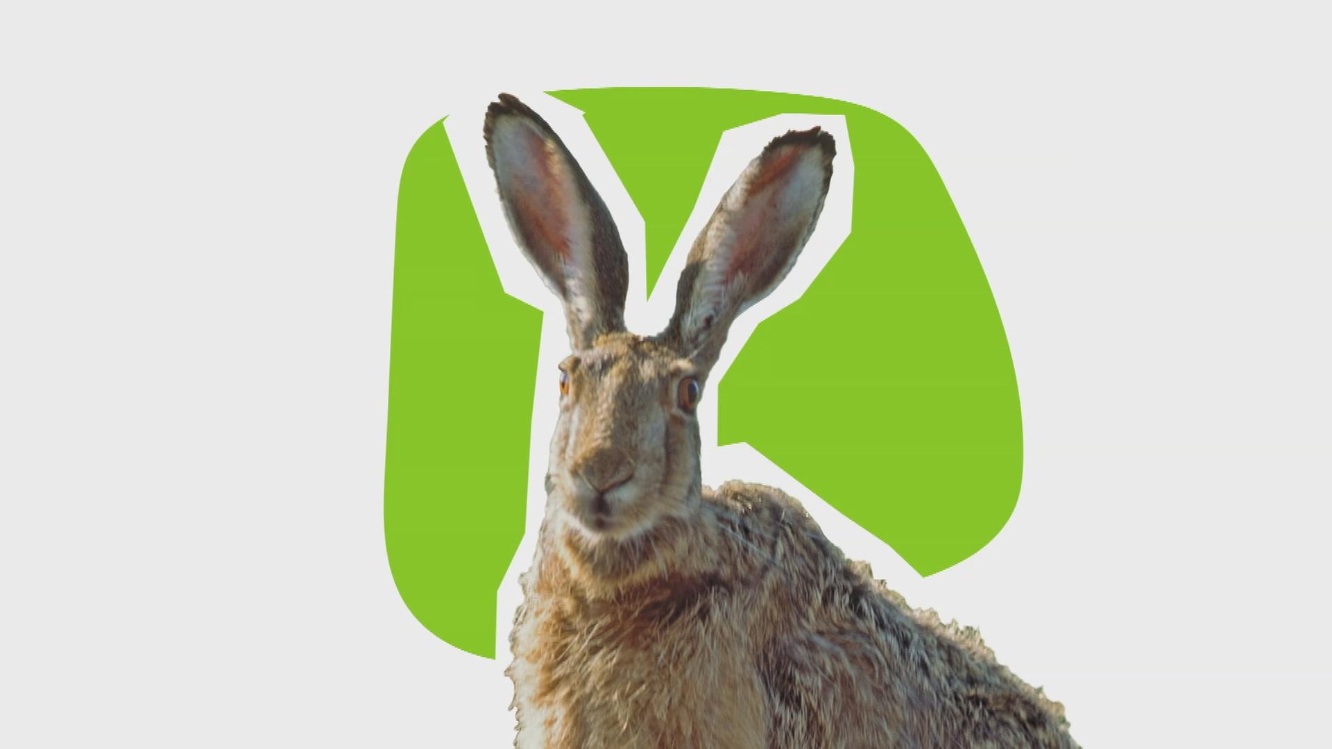 Ein Feldhase vor grünem Hintergrund