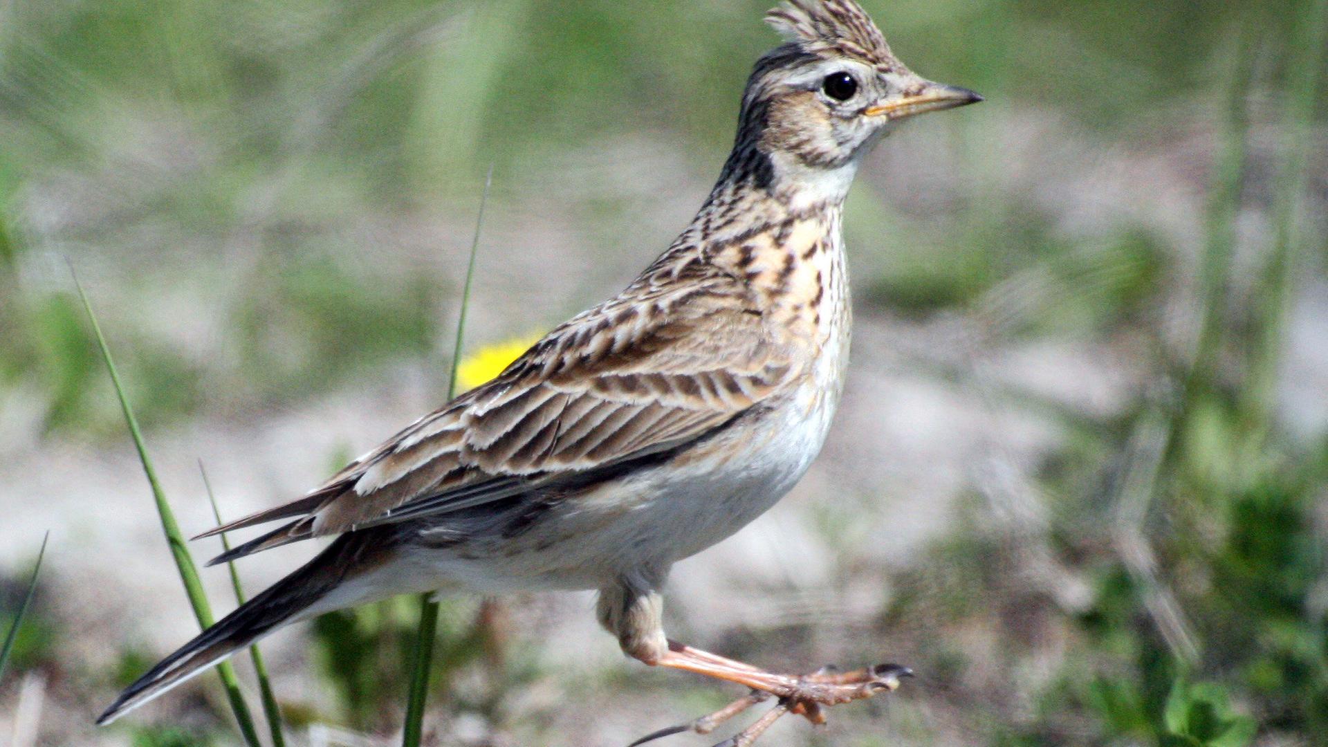 Eine Feldlerche (Alauda Arvensis) aus der Familie der Lerchen (Alaudidae)