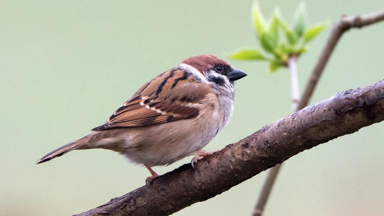 Feldsperling, aufgenommen am 02.04.2017 in Plötzky (Sachsen-Anhalt)