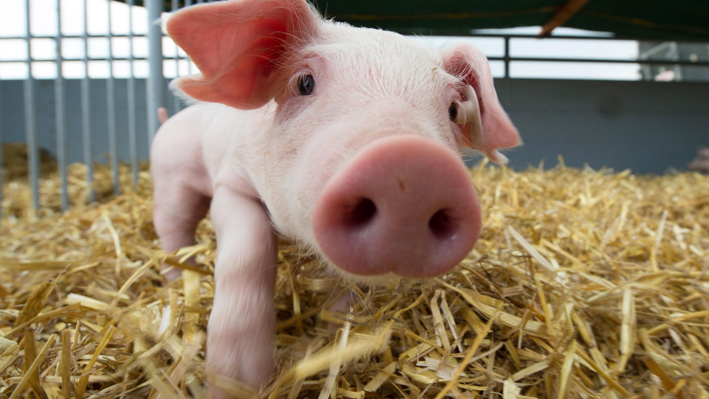 ein kleines Ferkel schaut in die Kamera