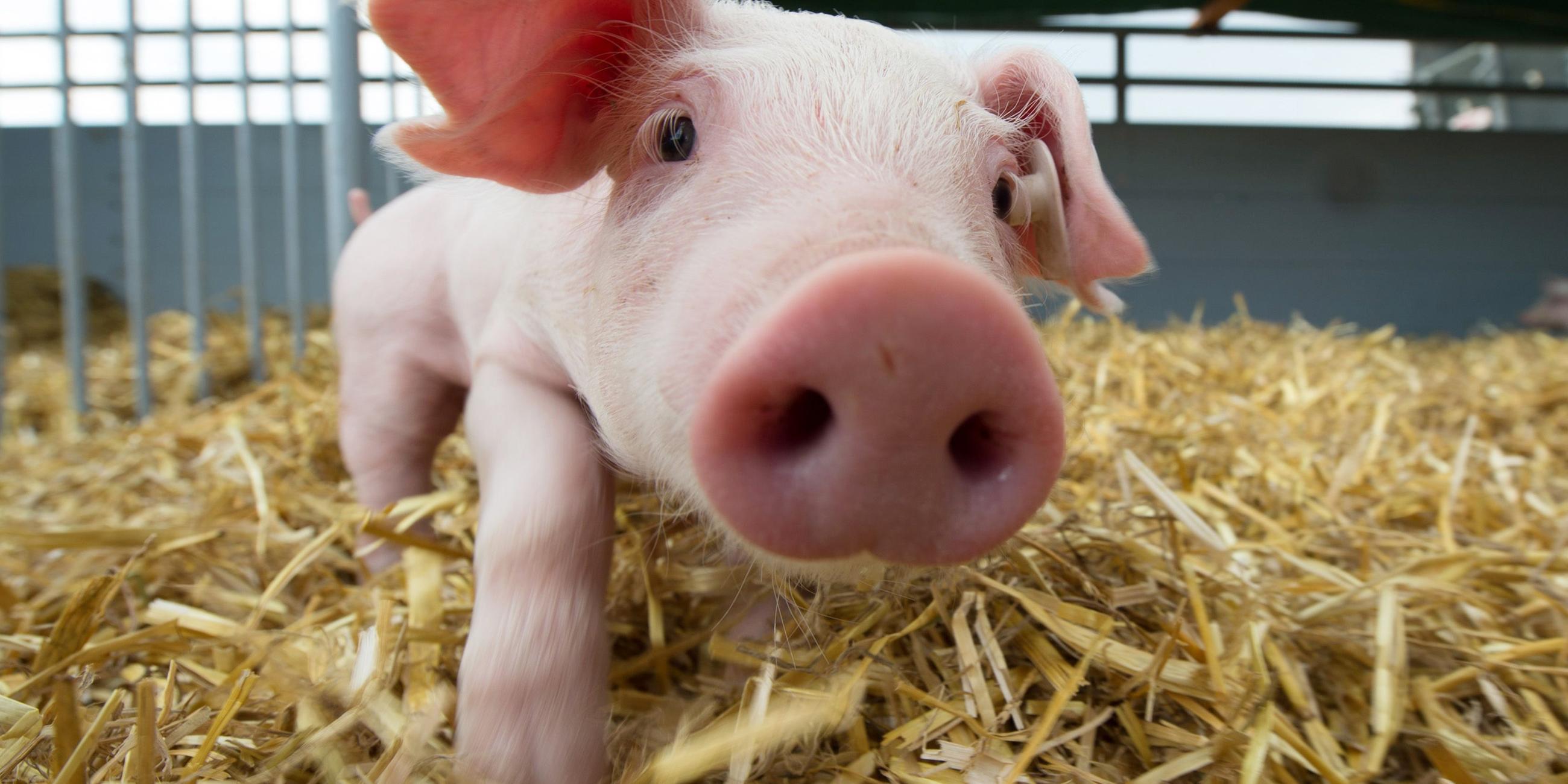 ein kleines Ferkel schaut in die Kamera