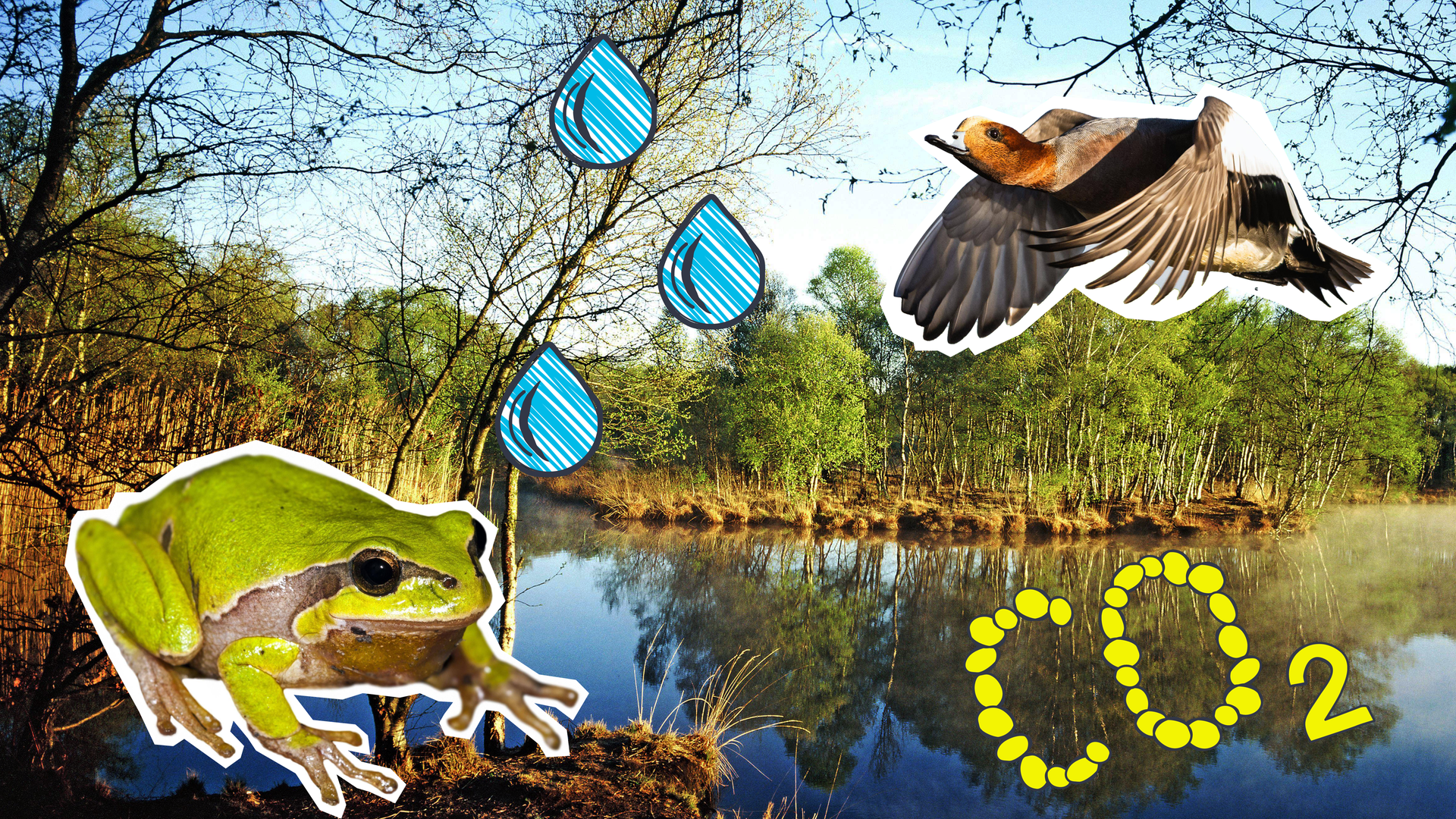 Ein Moorfoto mit einem Frosch und einer Ente sowie Wassertropfen und eine CO2-Grafik