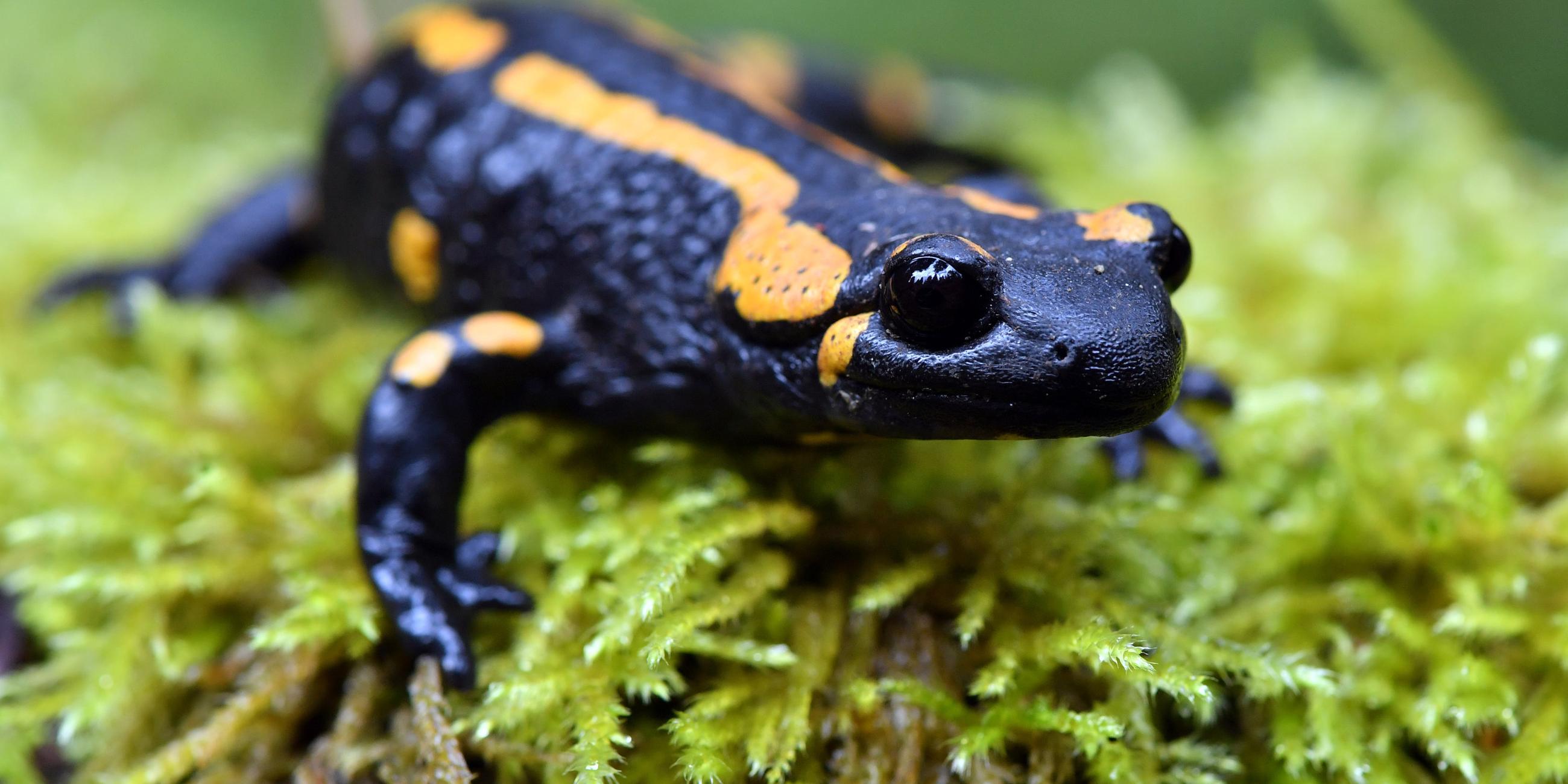 Feuersalamander groß im Bild