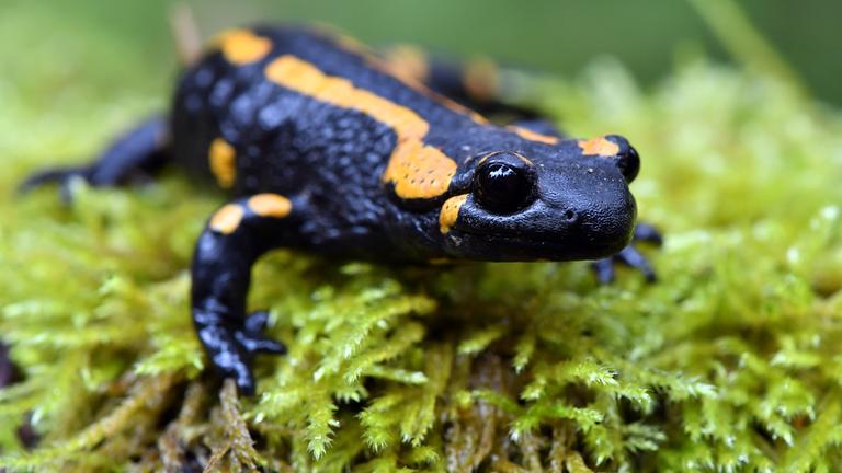 Feuersalamander groß im Bild