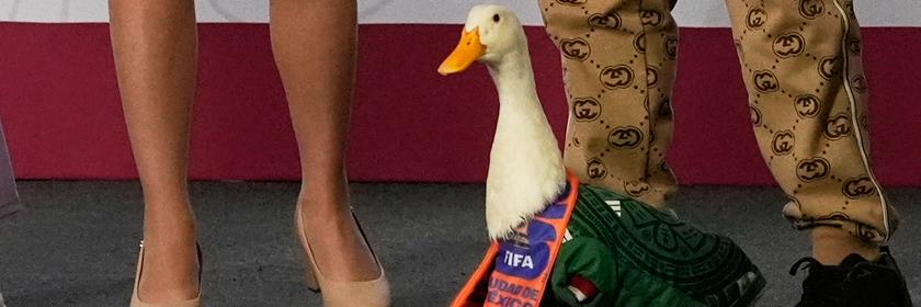 Die Ente Merlin im Trikot der mexikanischen Nationalmannschaft.