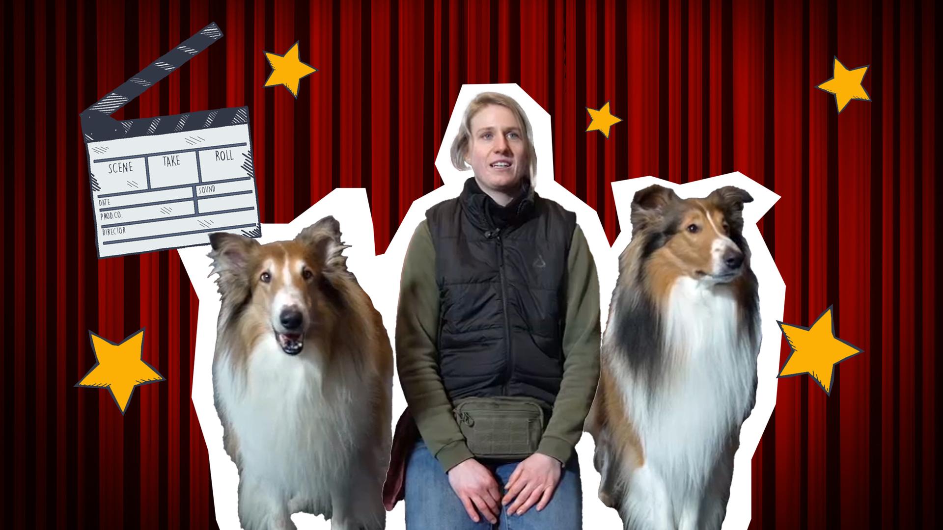Eine Collage zeigt eine Hundetrainerin, die neben zwei Hunden sitzt, hinter ihnen ein roter Vorhang, gelbe Sterne und eine Filmklappe