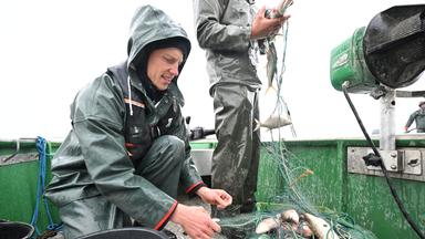 Fischinventur am Bodensee