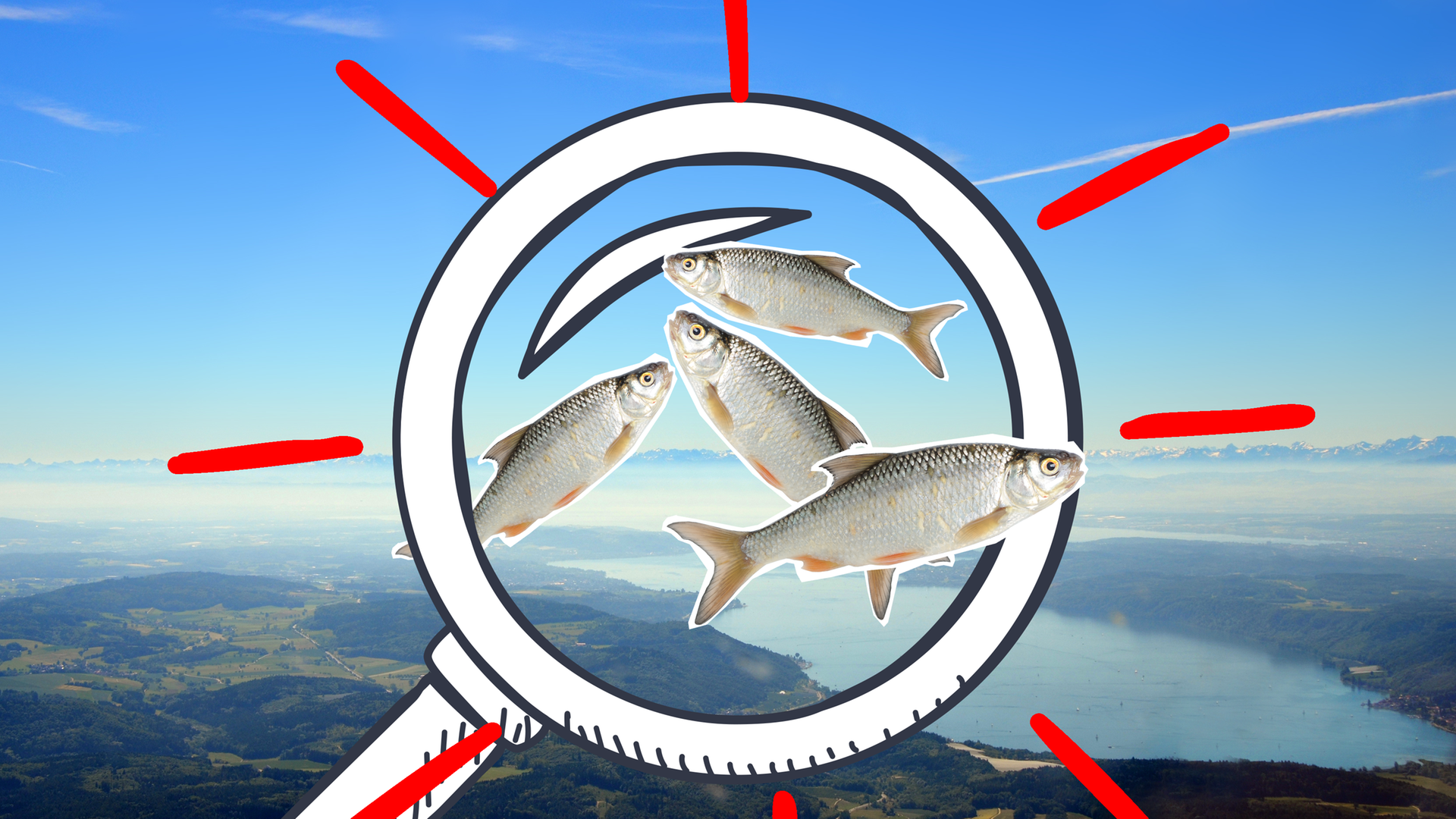 Bodensee und Fische im Vordergrund