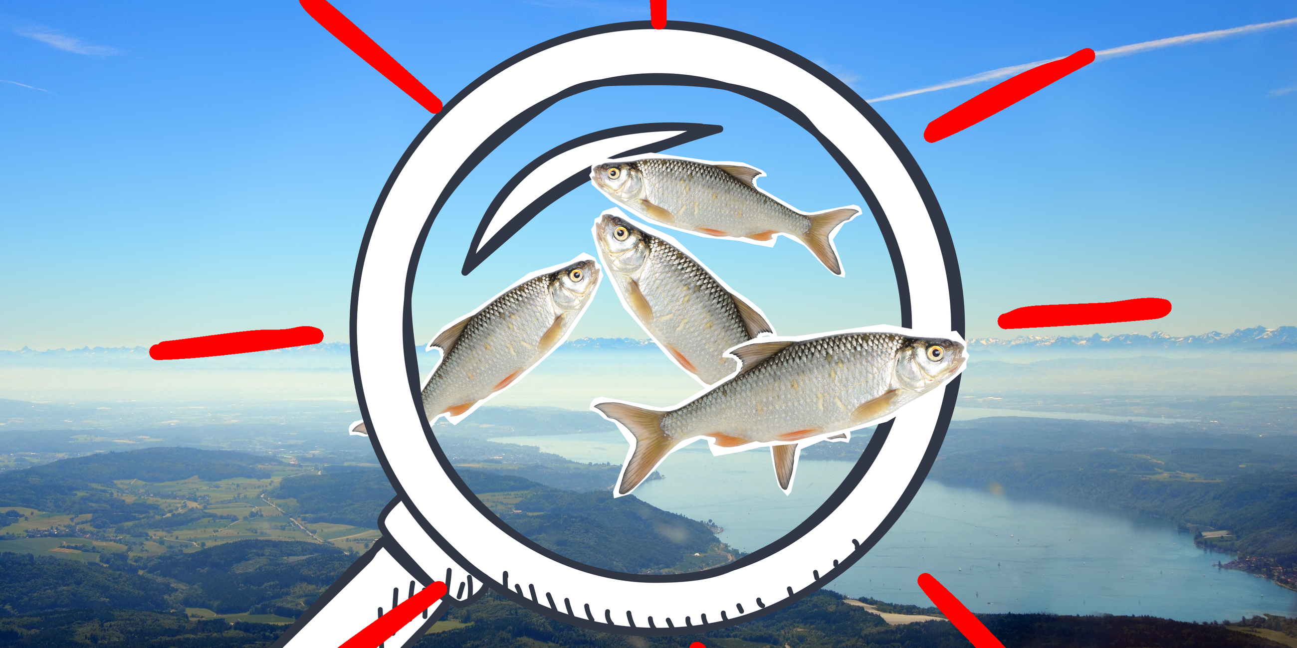Bodensee und Fische im Vordergrund