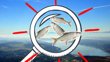 Bodensee und Fische im Vordergrund