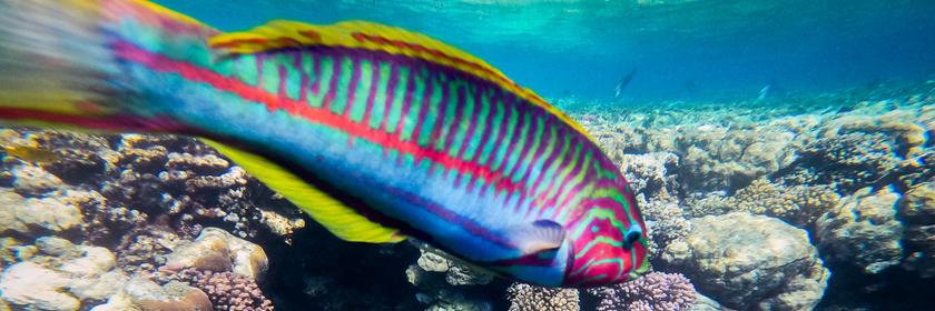 Bunter Fisch vor Korallen