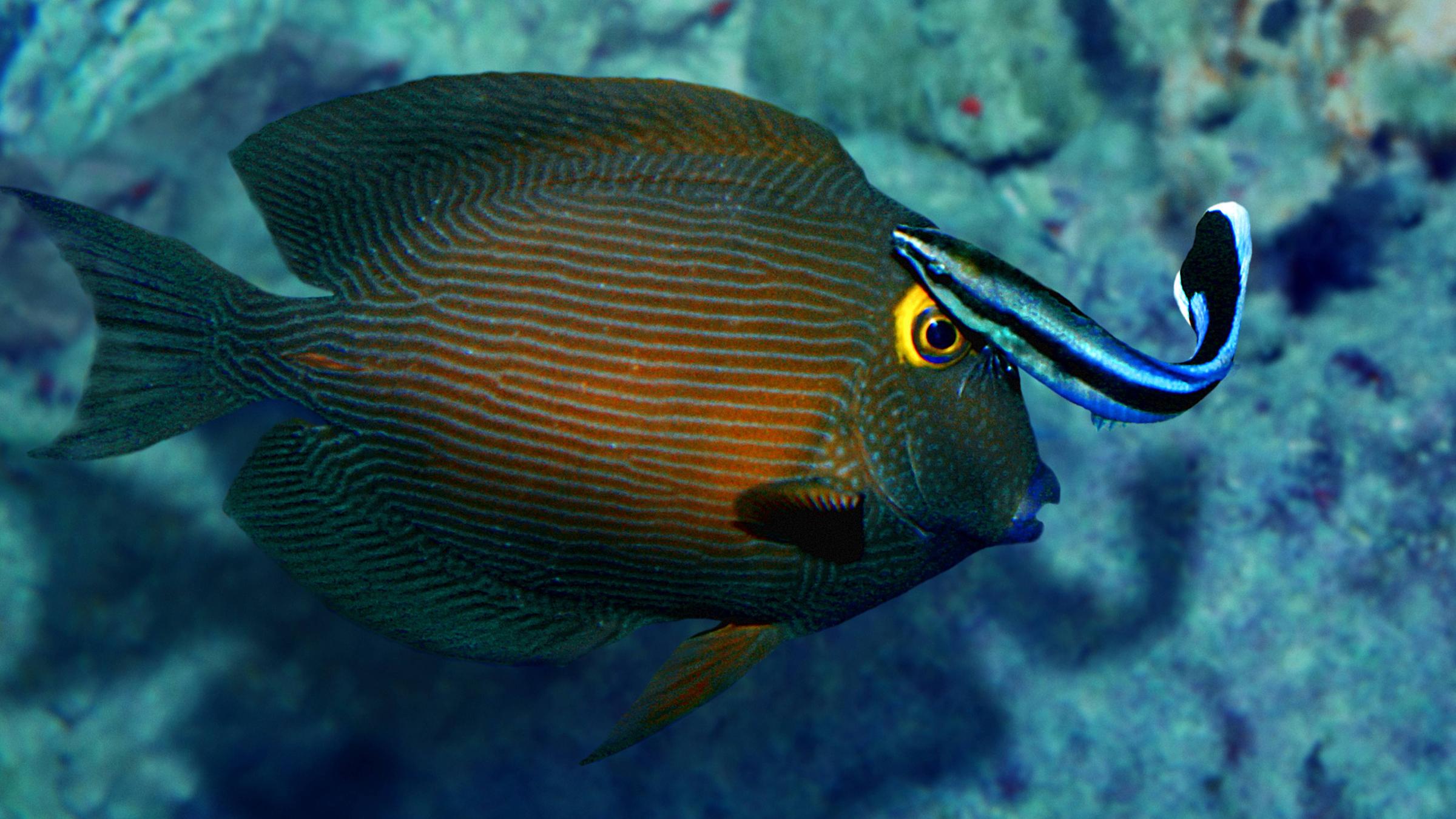 Ein Putzerfisch und ein Anglerfisch