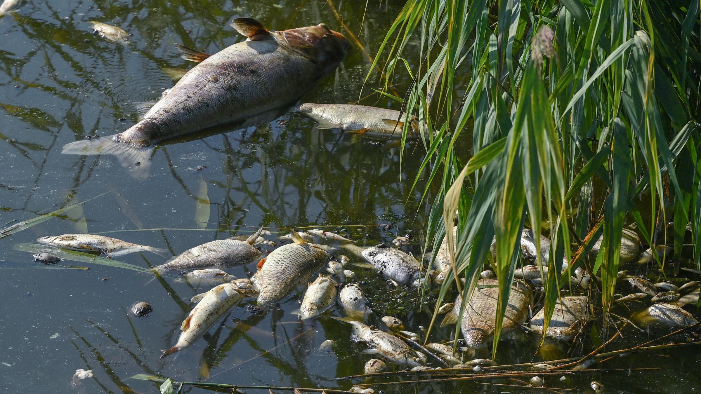Tote Fische am Ufer der Oder.