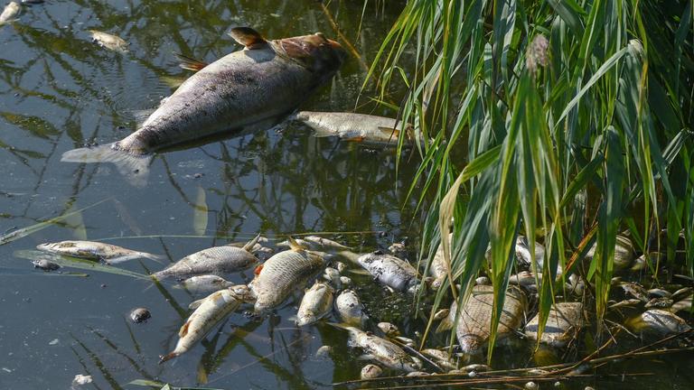 Tote Fische am Ufer der Oder.