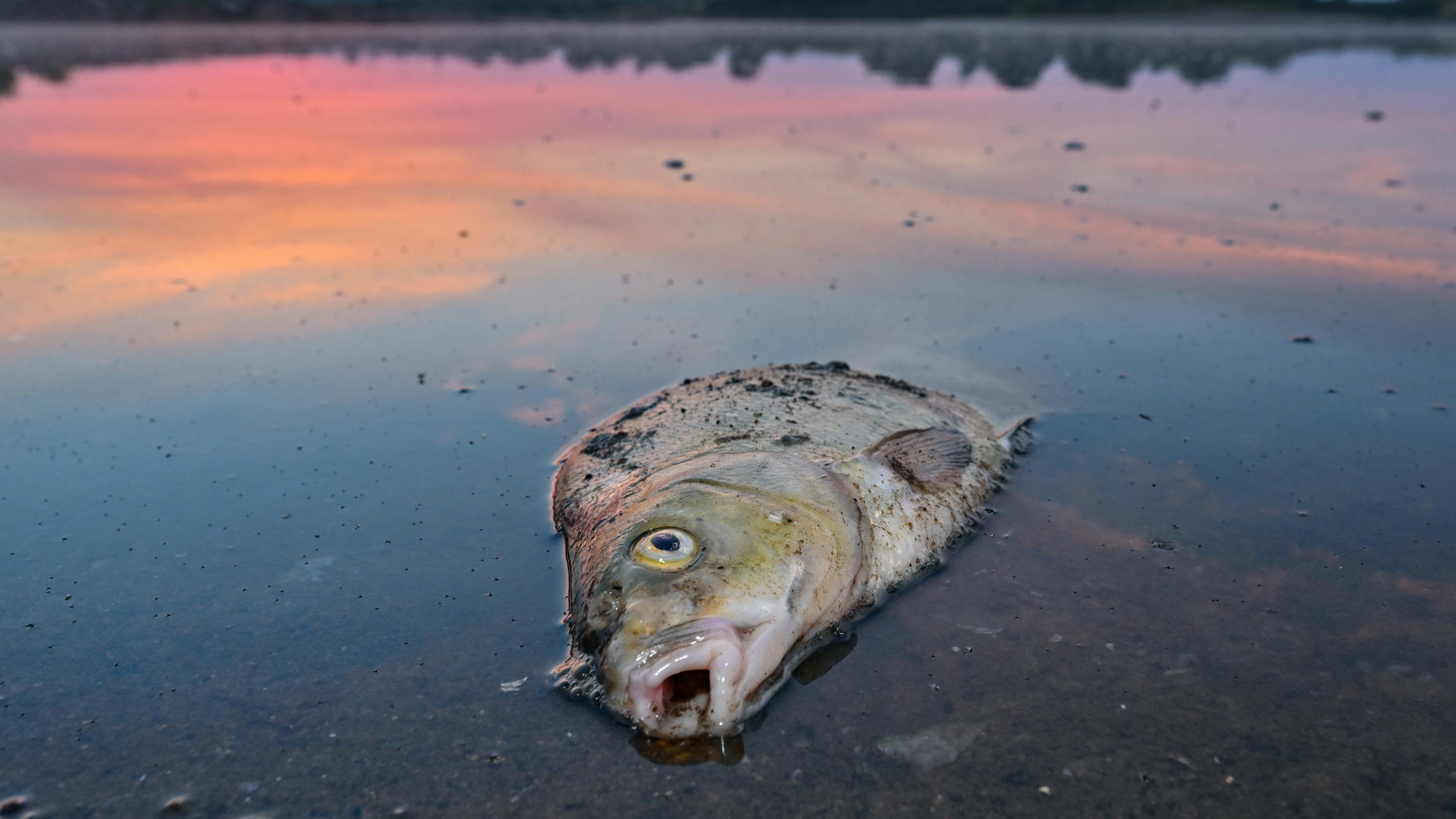 Ein toter Blei liegt am frühen Morgen im flachen Wasser vom deutsch-polnischen Grenzfluss Oder