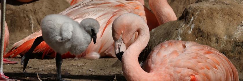Große und kleine Flamingos. 