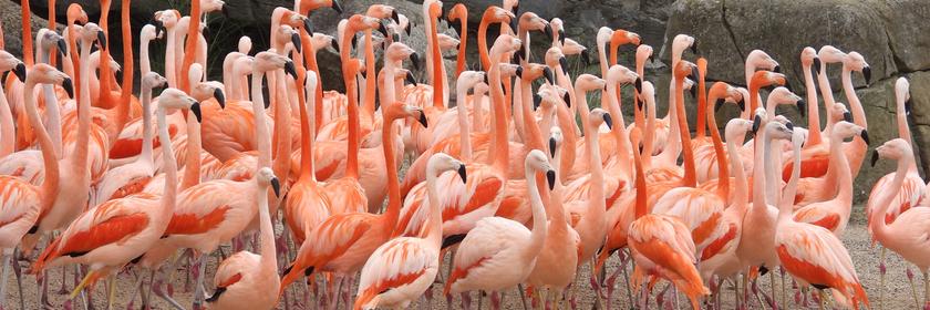 Etwa 100 pinkfarbenen Voegel beziehen in Hagenbecks Tierpark ihr renoviertes Aussengehege.