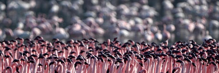 Viele Flamingos stehen in einem Tümpel eng aneinander gedrängt.