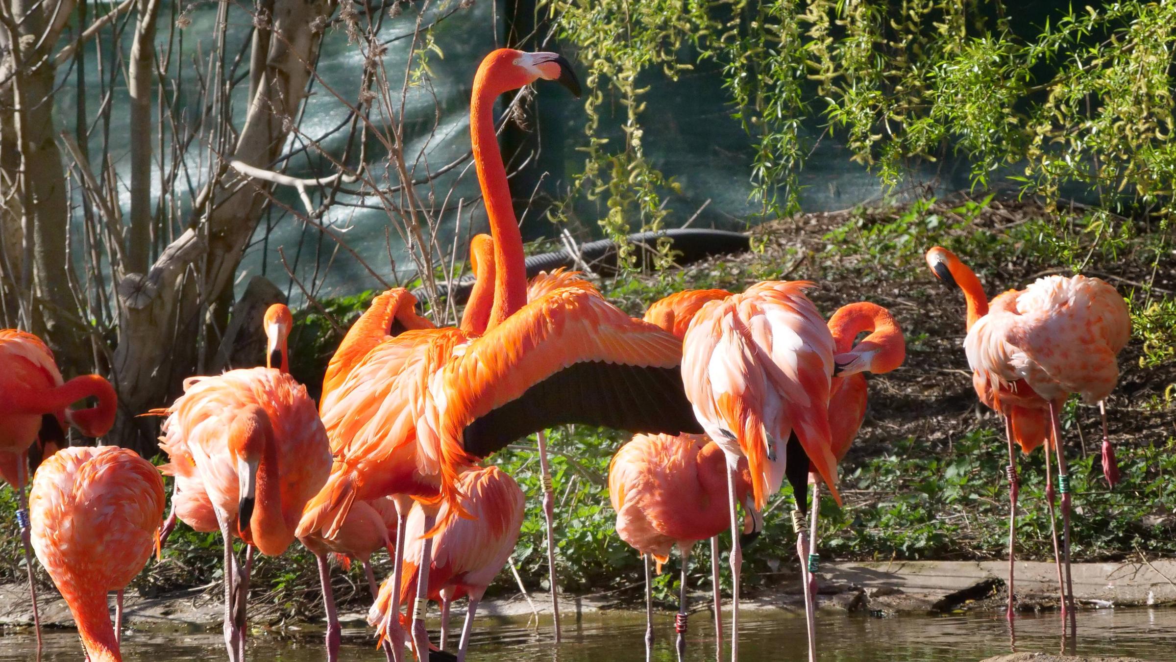 Flamingos im Zoo in Krefeld