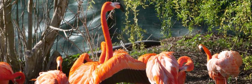 Flamingos im Zoo in Krefeld