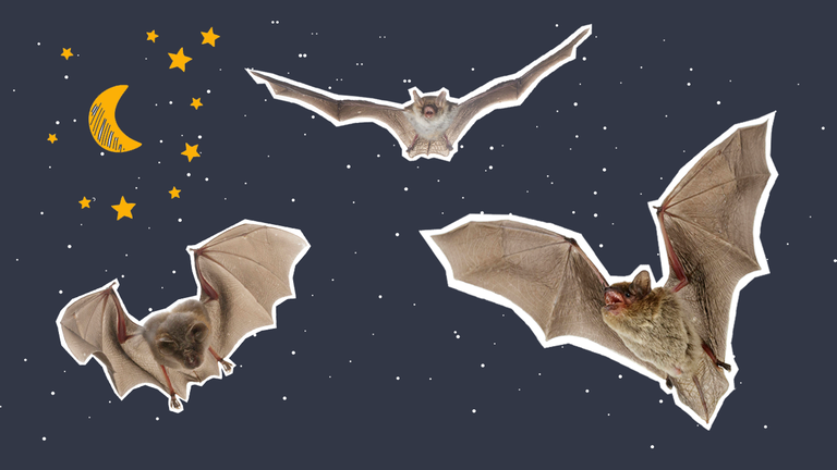 Fliegende Fledermäuse bei Nacht