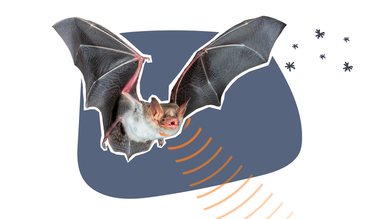 Grafik: Fledermaus mit Echo-Wellen