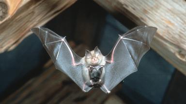 Eine Fledermaus fliegt unter einem Holzgebälk hindurch