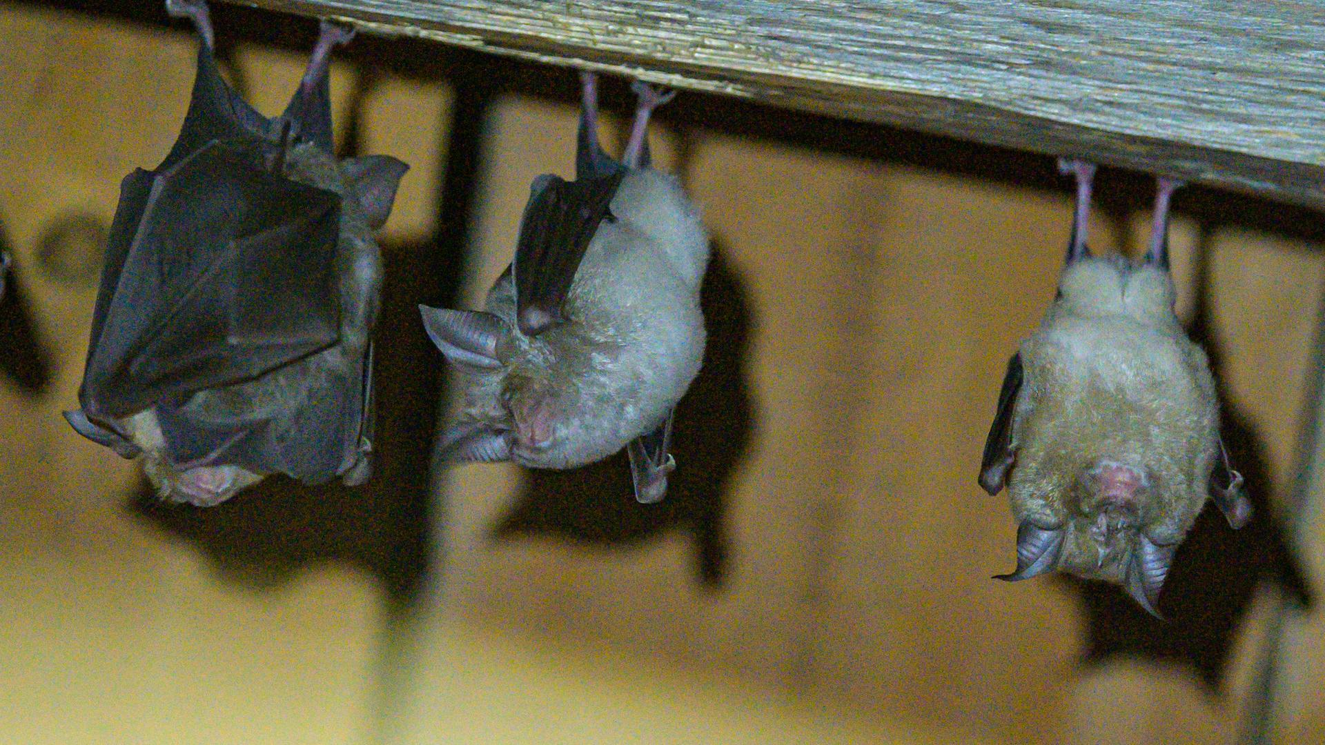 Fledermäuse im Winterschlaf