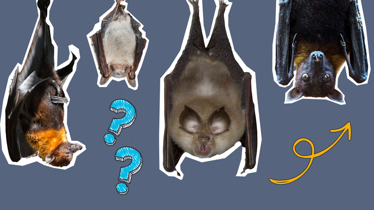 Verschiedene Fledermäuse hängend