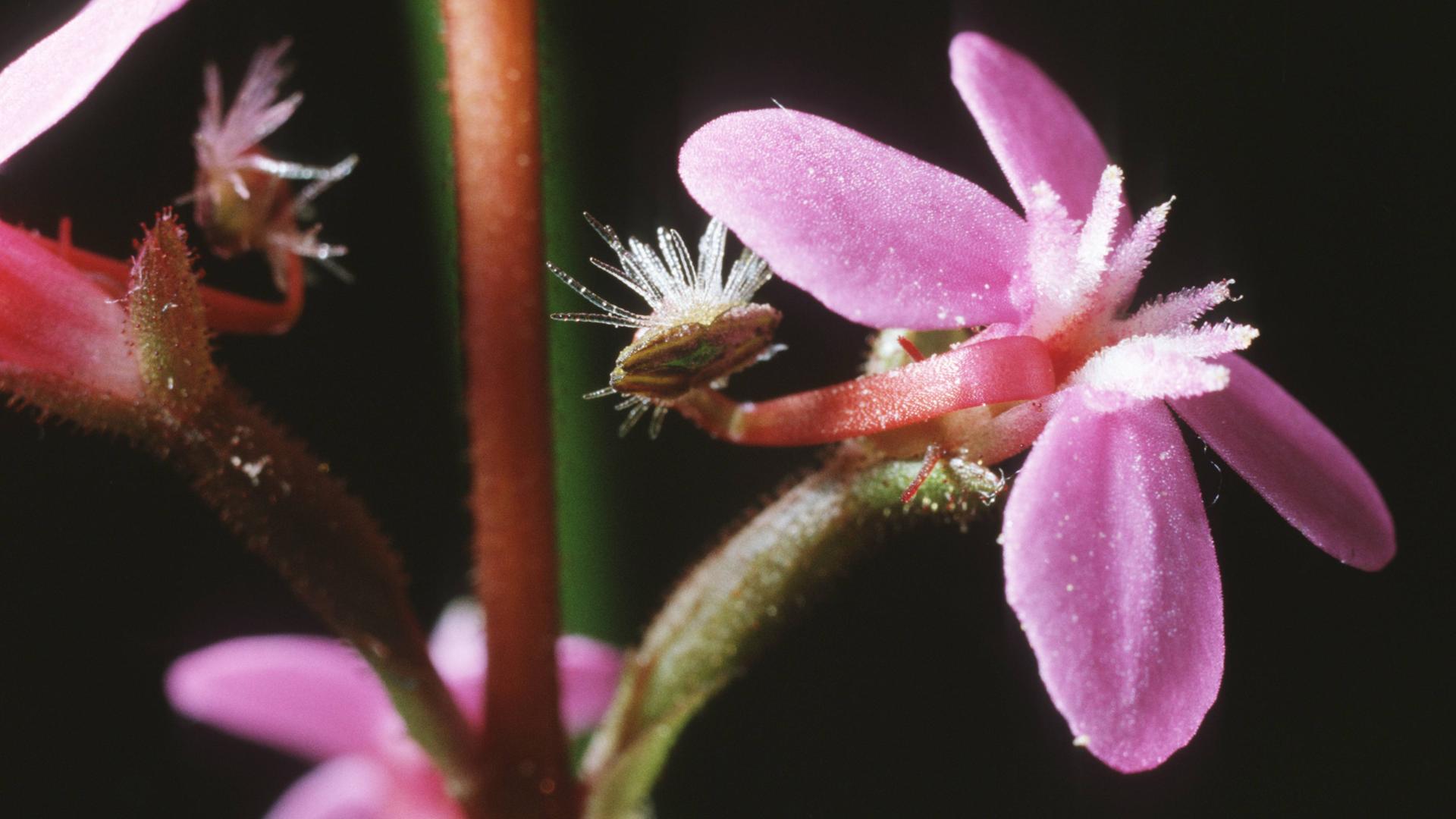 Fleischfressende Pflanze Schusspflanze