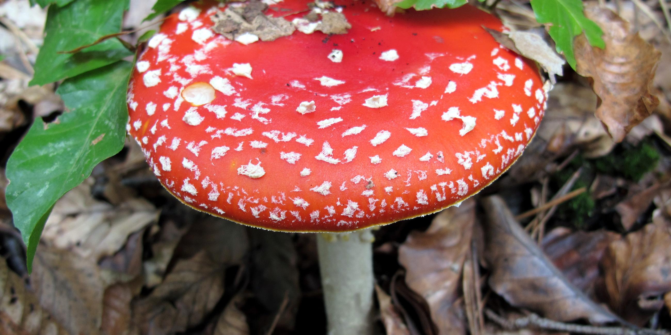 Fliegenpilz