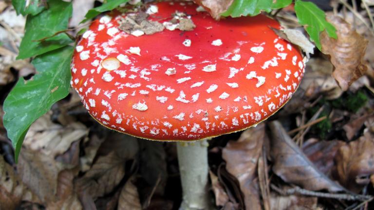 Fliegenpilz