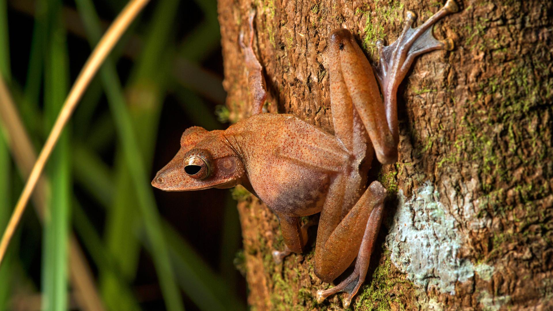 "Flugfrösche" springen von Baum zu Baum und können dabei viele Meter in der Luft gleiten.