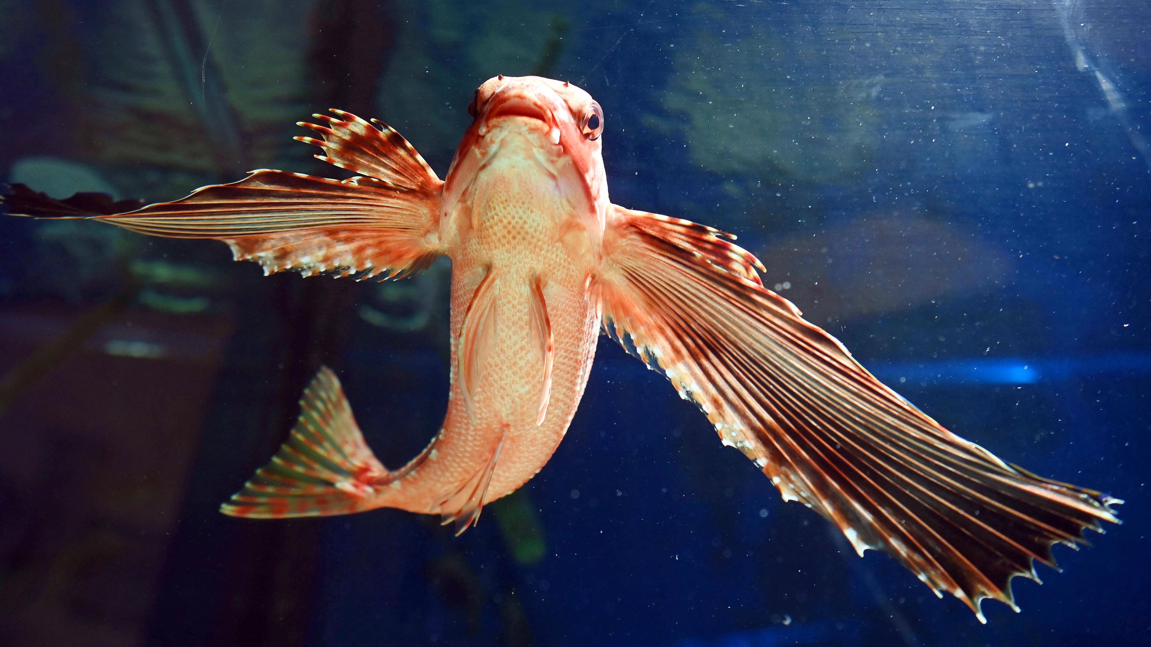 Flughahn