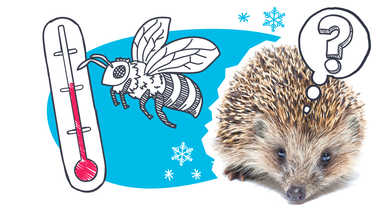 Eine Collage zeigt ein Foto von einem Igel, eine Zeichnung von einer Biene, daneben ein rotes Thermometer, dahinter sind Schneeflocken und ein Fragezeichen in einer Gedankenblase zu sehen.