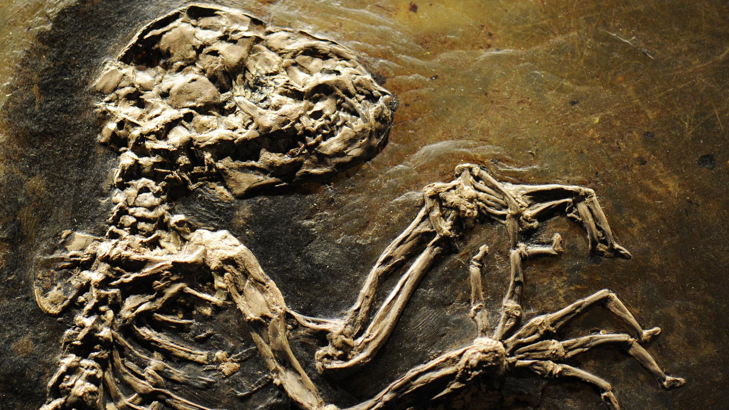Fossilfund aus der Grube Messel: Ein Halbaffen-Skelett 