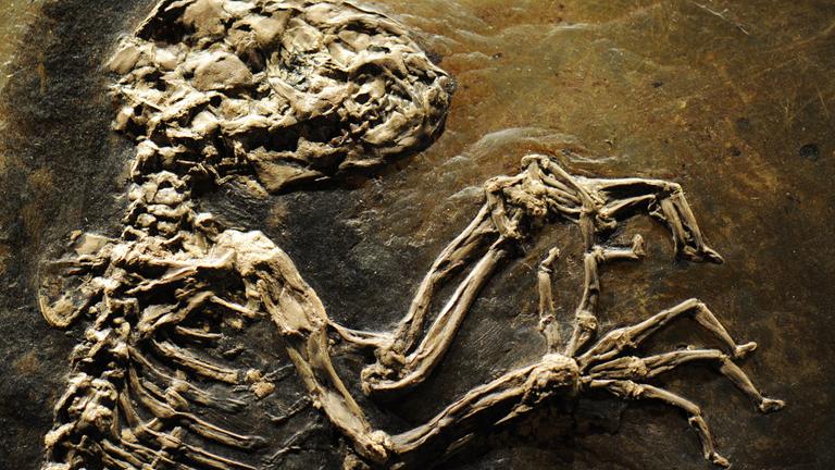 Fossilfund aus der Grube Messel: Ein Halbaffen-Skelett 