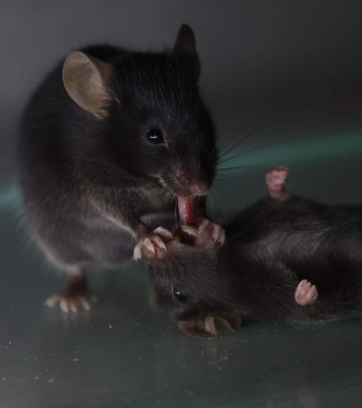 Eine Maus liegt auf dem Rücken. Eine Andere hält ihre kleinen Pfoten an das Maul der ersten Maus und beatmet diese.
