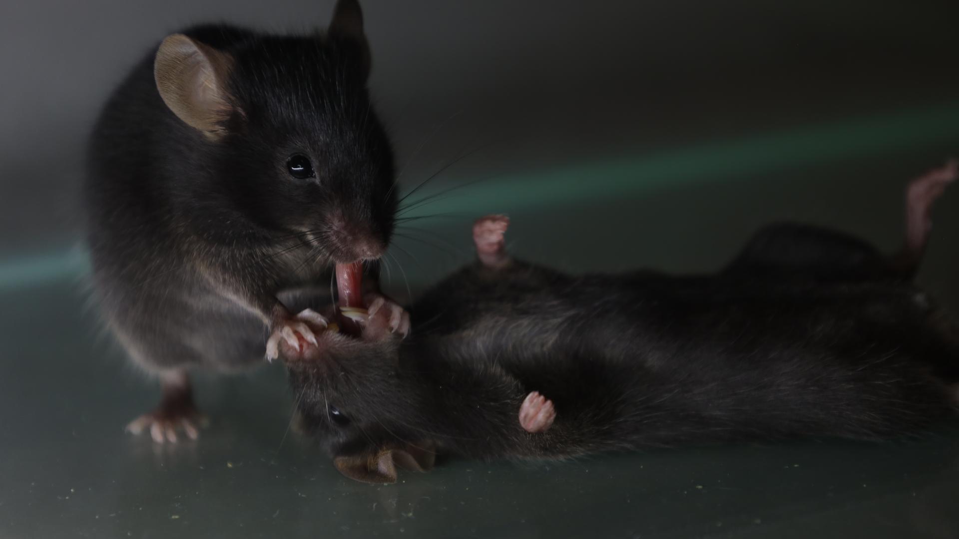 Eine Maus liegt auf dem Rücken. Eine Andere hält ihre kleinen Pfoten an das Maul der ersten Maus und beatmet diese.