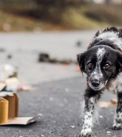 Ein Hund steht neben Verpackungen von Silvester-Batterien.