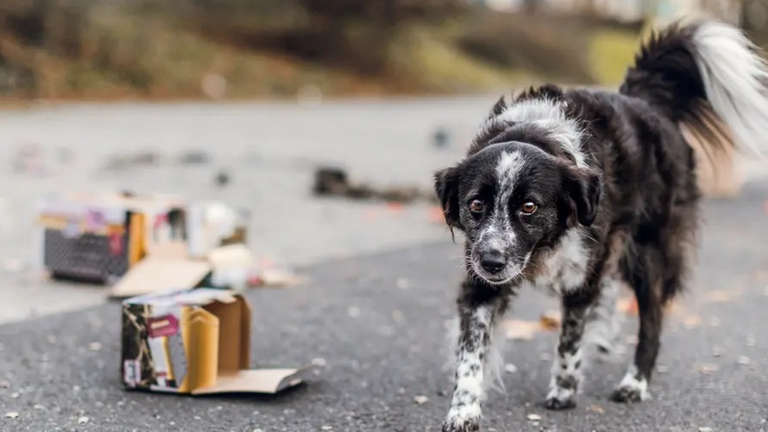 Ein Hund steht neben Verpackungen von Silvester-Batterien.