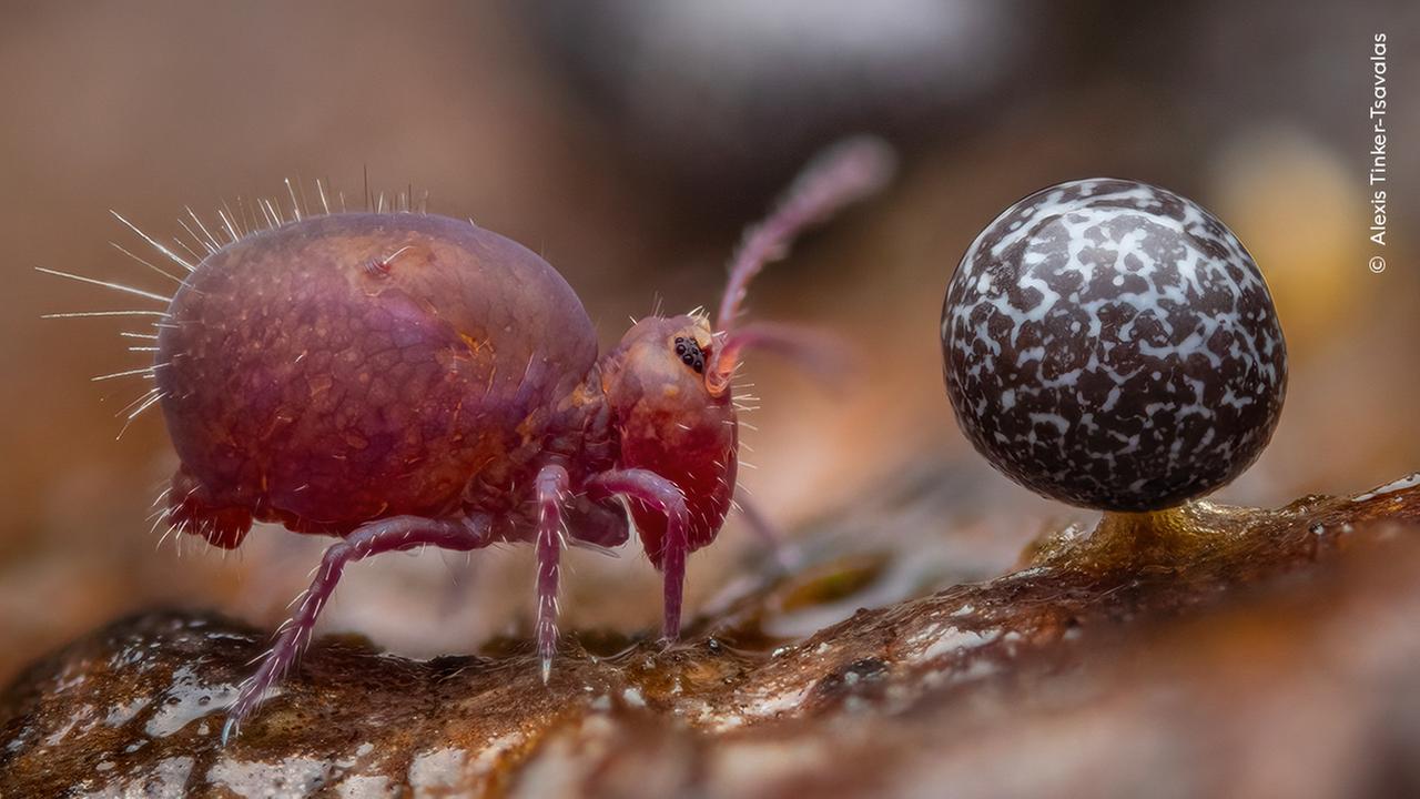 Siegerfoto des Jugend-Naturfotograf des Jahres 2024: Leben unter Totholz, zeigt einen Springschwanz und einen Schleimpilz.