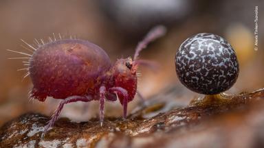 Siegerfoto des Jugend-Naturfotograf des Jahres 2024: Leben unter Totholz, zeigt einen Springschwanz und einen Schleimpilz.