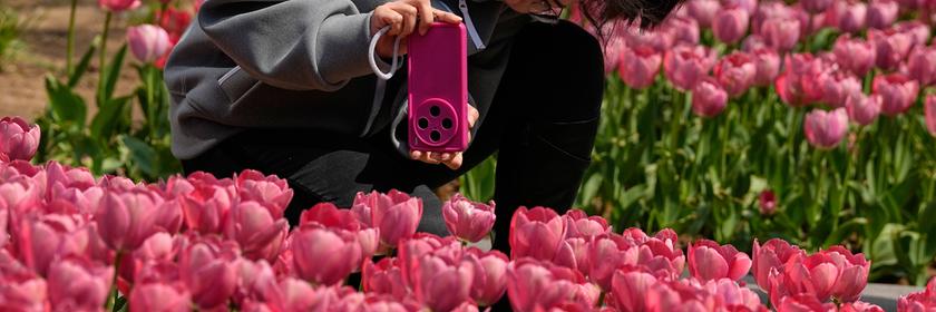 Frau fotografiert in Peking ein pinkes Tulpenfeld