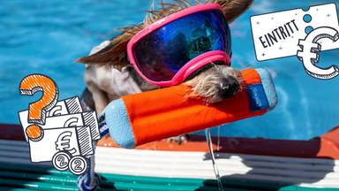 Hund im Freibad, Preise und Euros