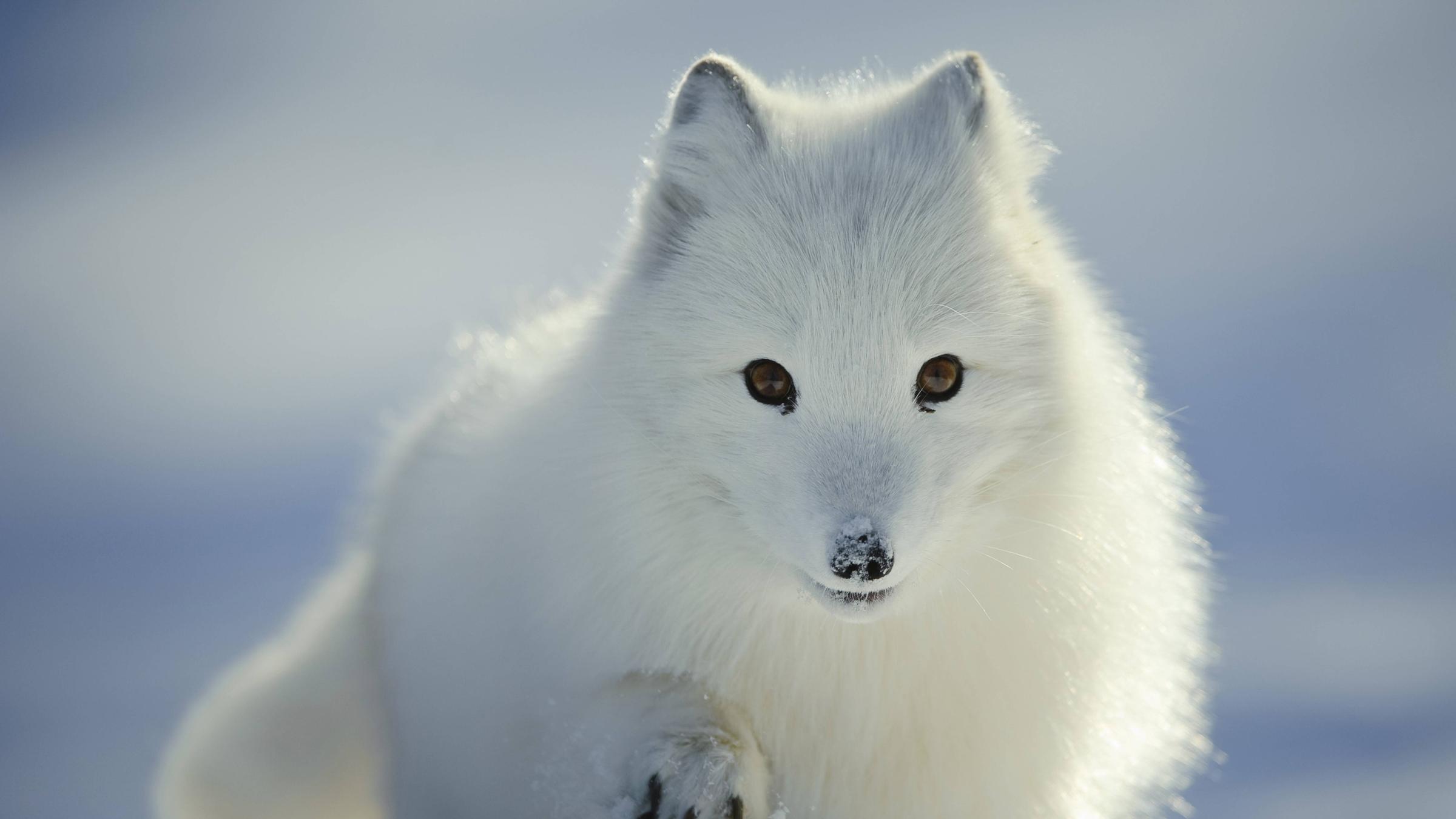 Polarfuchs auf Schnee