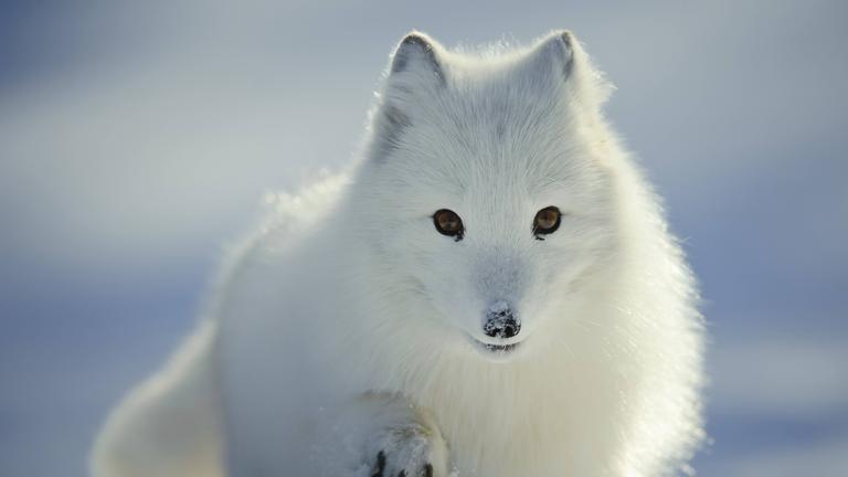 Polarfuchs auf Schnee